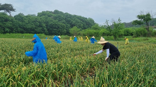 홍성군 금마면, 봄철 농촌 일손돕기 활동 실시 기사 이미지