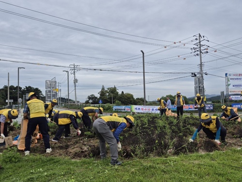 서부면 노인회, 남당항 대하축제 맞아 도로변 환경정화 봉사